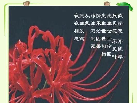 在佛教中红色花有何寓意？