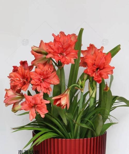 朱顶红开绿花有何特殊含义？绿色朱顶红的花语是什么？