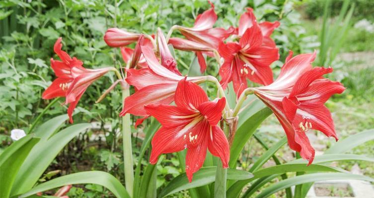 朱顶红开绿花有何特殊含义？绿色朱顶红的花语是什么？