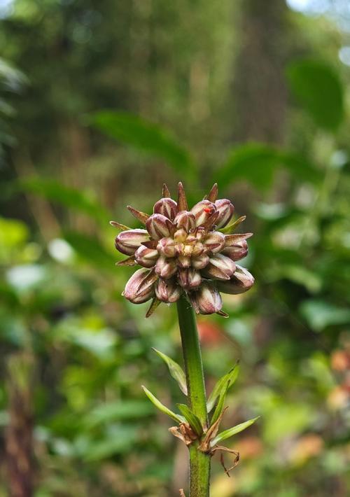 朱顶红开绿花有何特殊含义？绿色朱顶红的花语是什么？