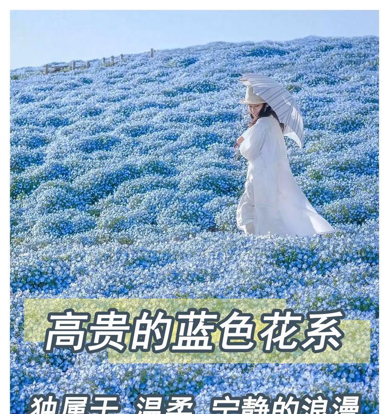 深蓝色花象征着什么高贵的含义？