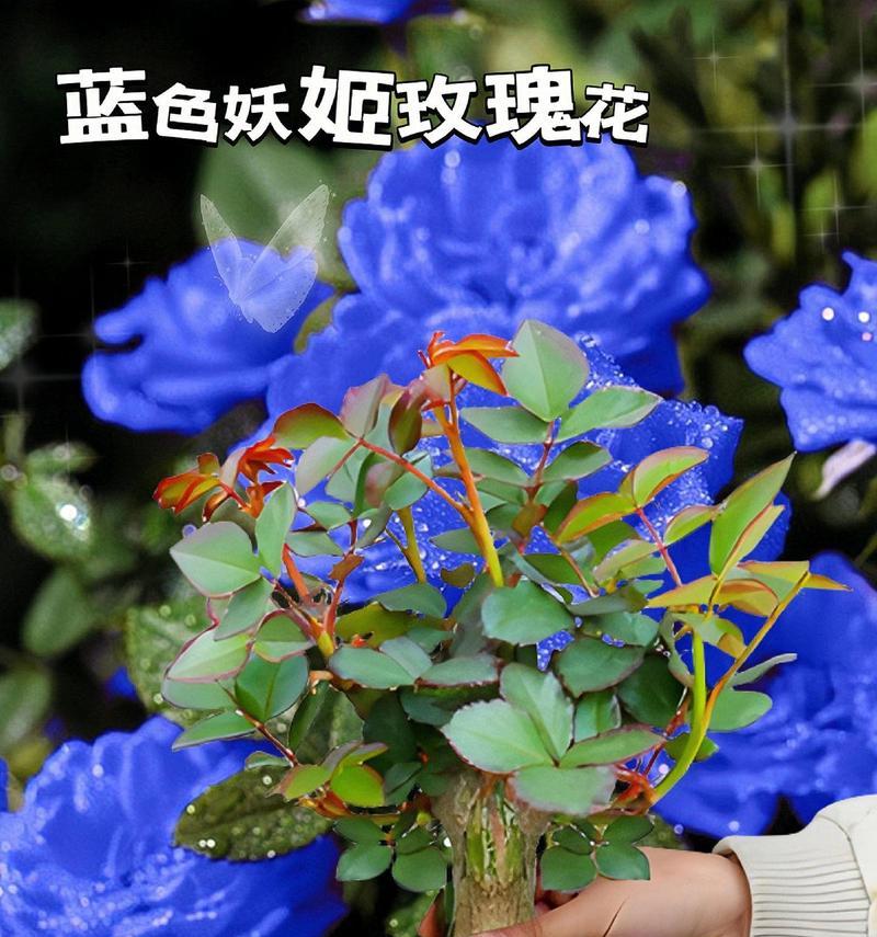 深蓝色花象征着什么高贵的含义？
