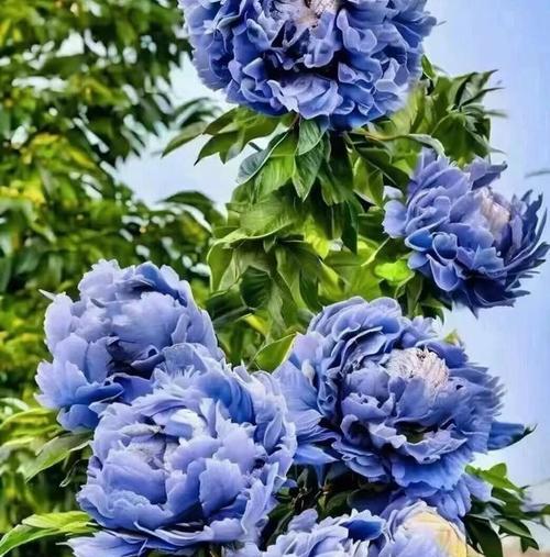 牡丹花不同颜色代表什么？