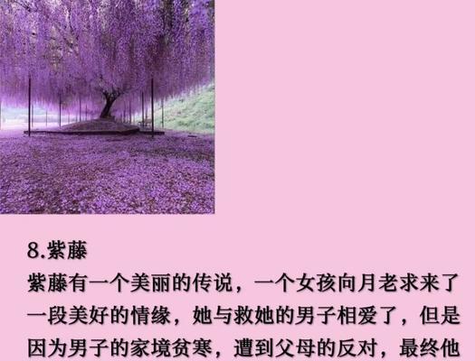 九月有哪些花象征爱情？九月的花语中爱情的寓意是什么？