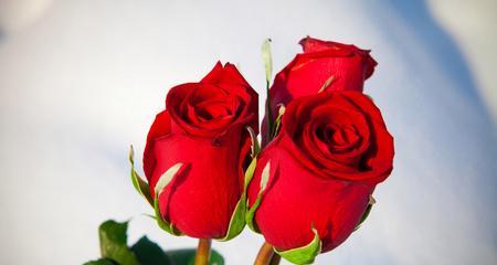 山中红色花的寓意是什么？如何识别和选择山中花卉？