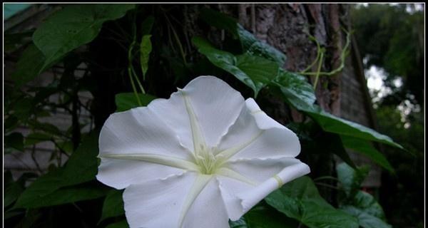 白色月季花象征父爱吗？它的花语是什么？