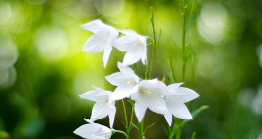 白色月季花象征父爱吗？它的花语是什么？