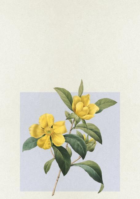 含笑花的寓意颜色和花语是什么？含笑花代表什么？