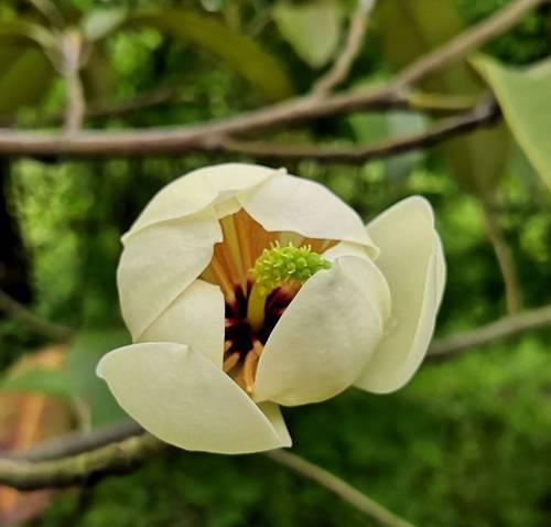含笑花的寓意颜色和花语是什么？含笑花代表什么？