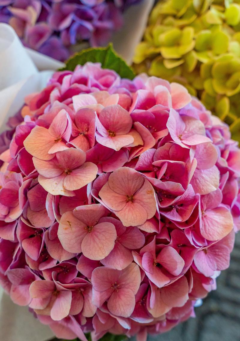 绣球花不同颜色的花语是什么？它们各自有何寓意？