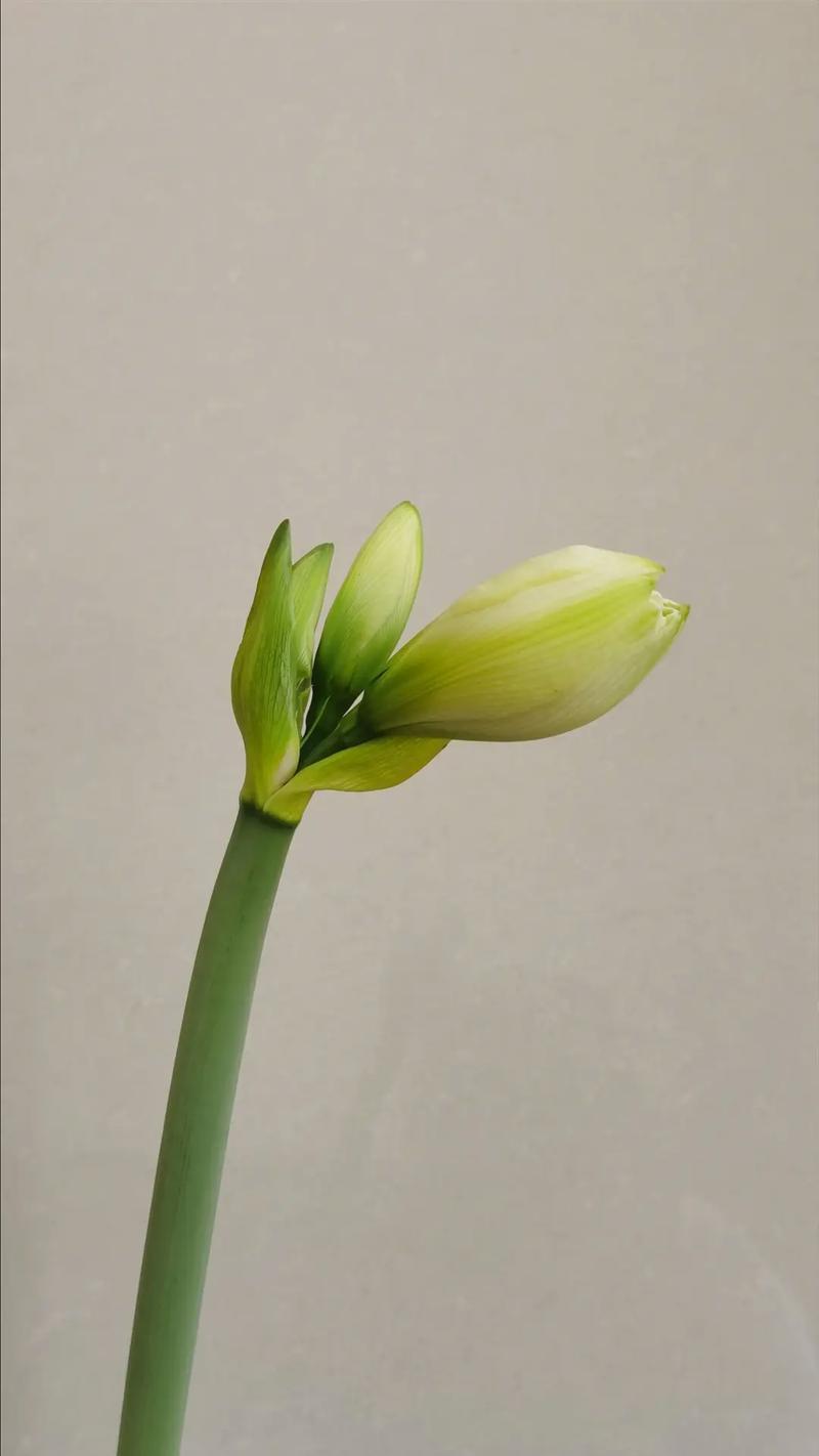 哪种花寓意孤独渴望爱情？它的花语是什么？