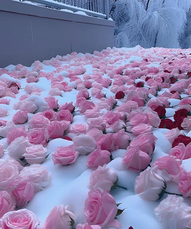 紫色玫瑰花送给闺蜜代表什么？紫色玫瑰花的寓意是什么？