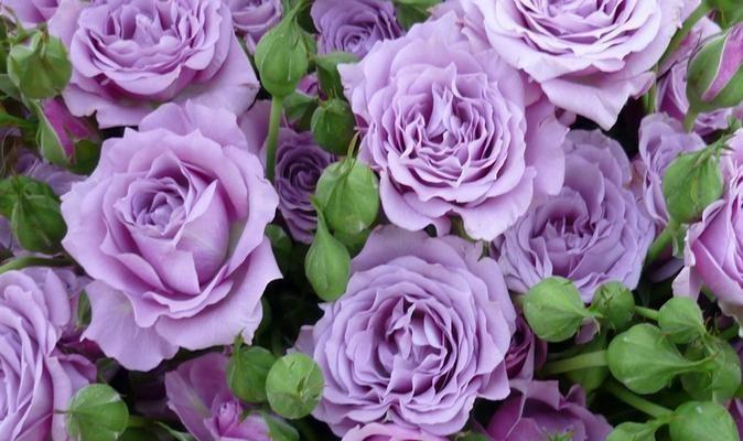 紫色玫瑰花送给闺蜜代表什么？紫色玫瑰花的寓意是什么？