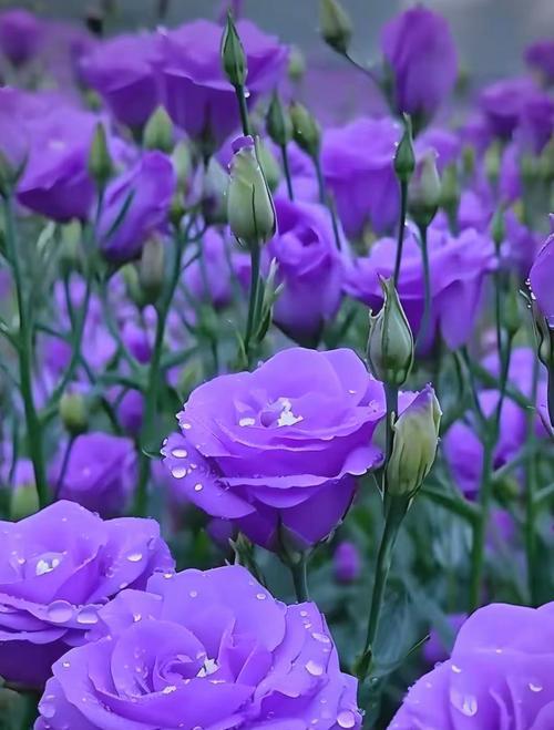 各种花色的桔梗花的寓意是什么？桔梗花代表什么？