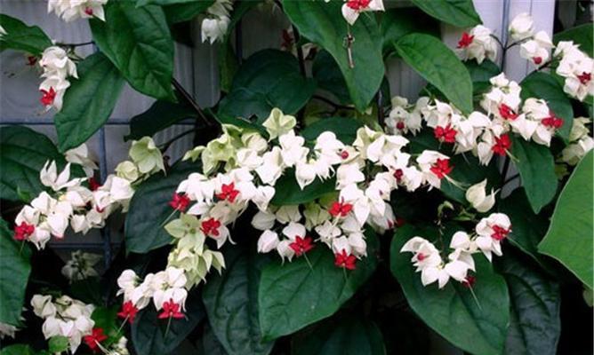 家里种植白色花卉寓意好吗？白色花有哪些？