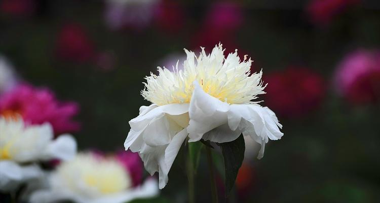 家里种植白色花卉寓意好吗？白色花有哪些？