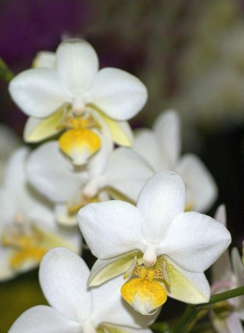 家里种植白色花卉寓意好吗？白色花有哪些？