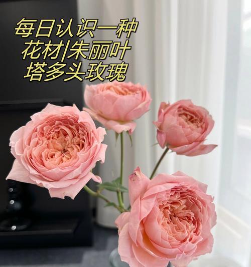 哪些不同种类的花象征爱情？它们的花语是什么？
