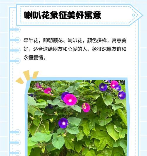 哪些不同种类的花象征爱情？它们的花语是什么？