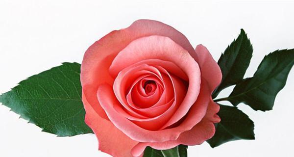 丝路花语中的颜色代表什么？丝路花语颜色的含义是什么？
