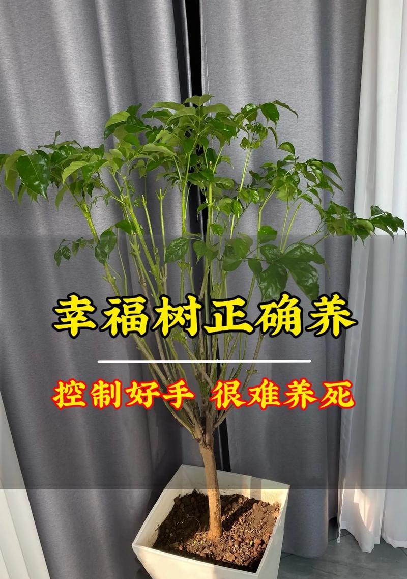 如何养护寓意健康的花材？养护方法有哪些？