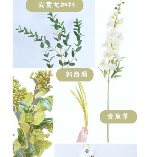 如何养护寓意健康的花材？养护方法有哪些？