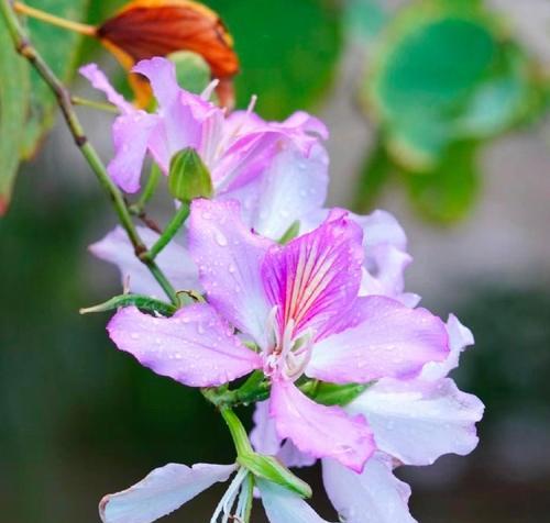 索玛花代表什么？索玛花的花语与忠贞爱情的关系是什么？