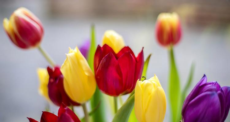 索玛花代表什么？索玛花的花语与忠贞爱情的关系是什么？