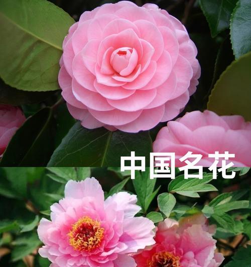 节约寓意的花有哪些？它们在文化中代表了什么？