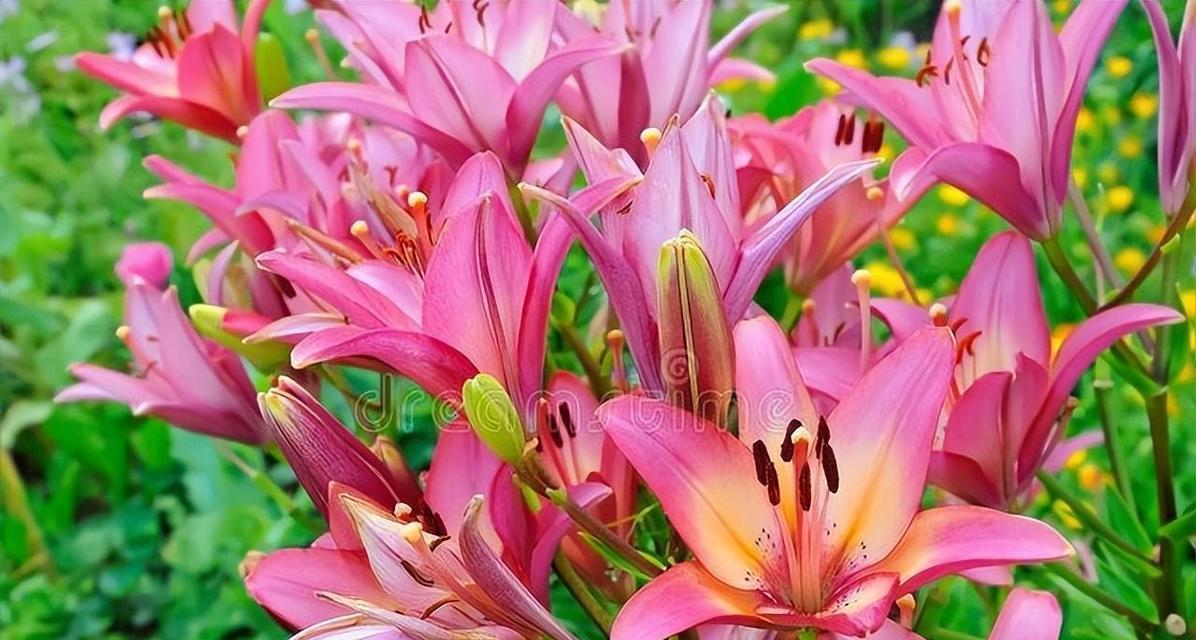 节约寓意的花有哪些？它们在文化中代表了什么？
