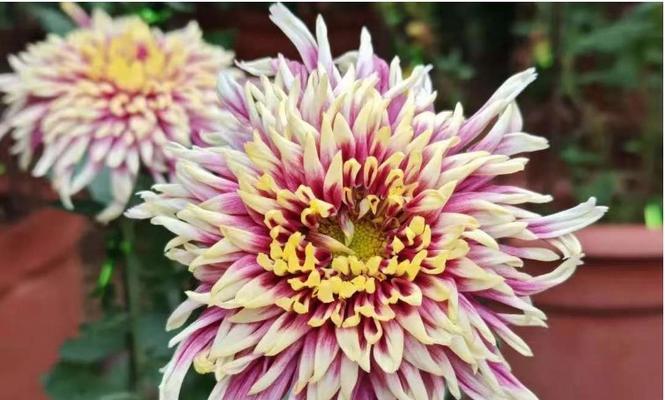 节约寓意的花有哪些？它们在文化中代表了什么？