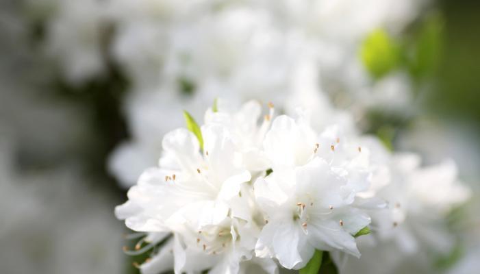 白色杜鹃花寓意如何？杜鹃花的白色象征什么？