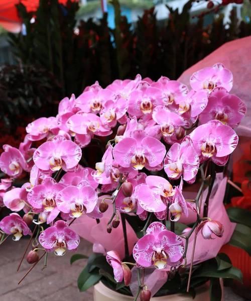 春节时常见的花有哪些寓意？