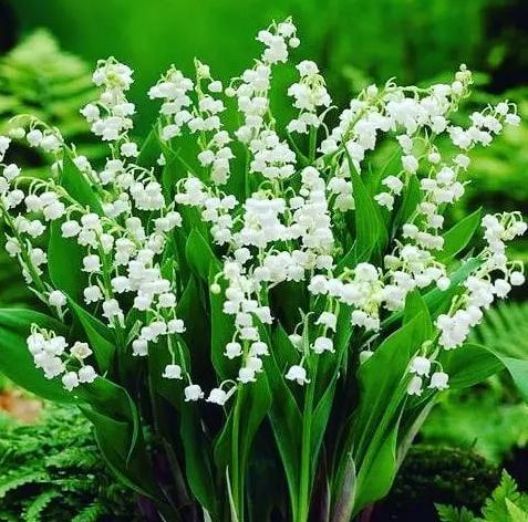 什么花象征幸福？常见幸福花朵有哪些？