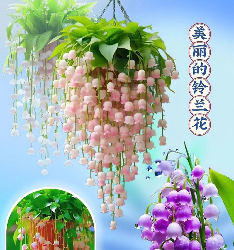 什么花象征幸福？常见幸福花朵有哪些？