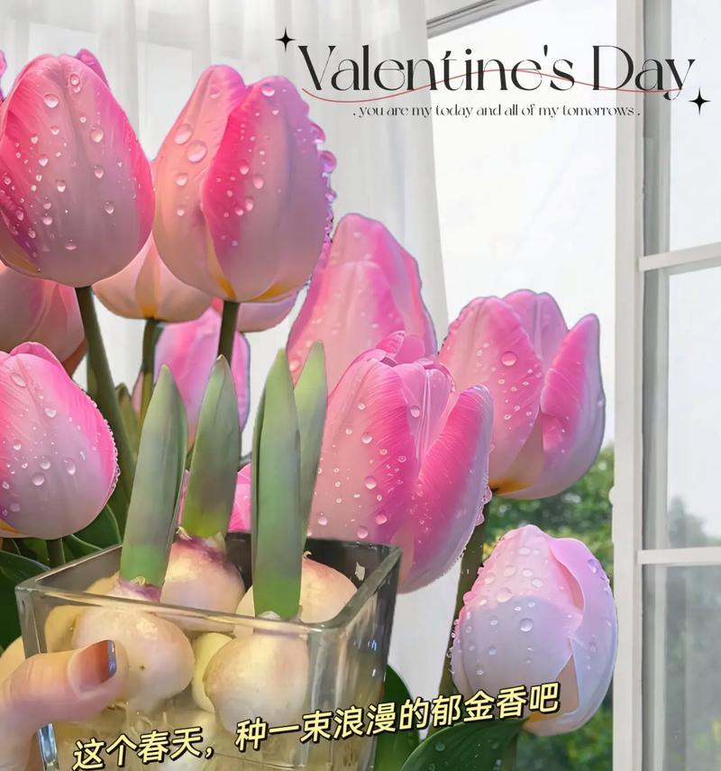 浪漫的花有哪些？各种花卉在浪漫场合中的含义是什么？