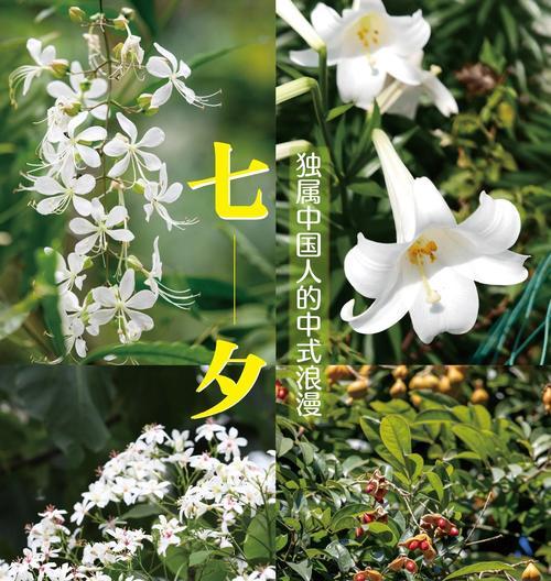 浪漫花语36发是什么意思？如何用花语表达浪漫？