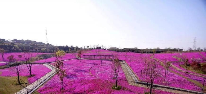 花坡节是什么？花坡节有哪些传统意义和习俗？