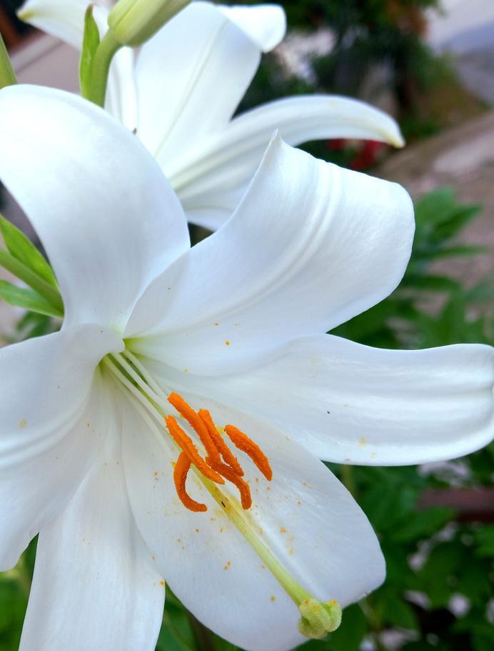 哪种花是爱情的象征？爱情花朵有哪些特点？