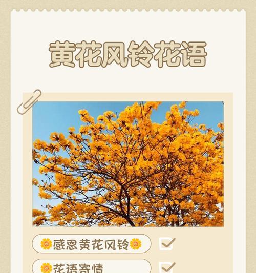 彩色风铃花代表什么？风铃花的含义和象征是什么？