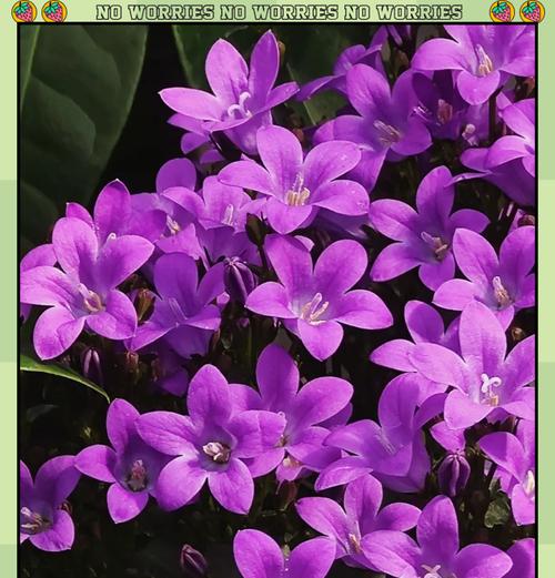 彩色风铃花代表什么？风铃花的含义和象征是什么？