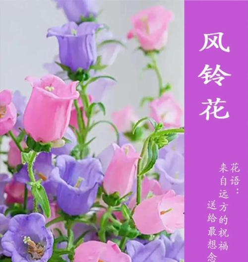 彩色风铃花代表什么？风铃花的含义和象征是什么？