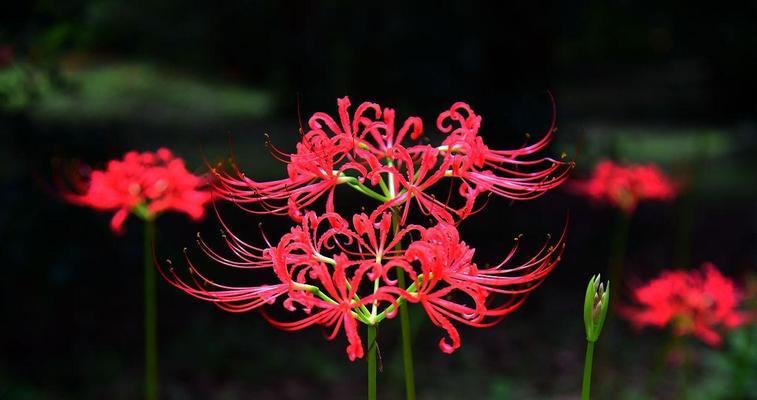 花的传统意象意义是什么？花在文化中象征着什么？