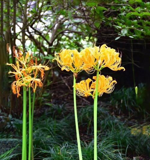 花的传统意象意义是什么？花在文化中象征着什么？