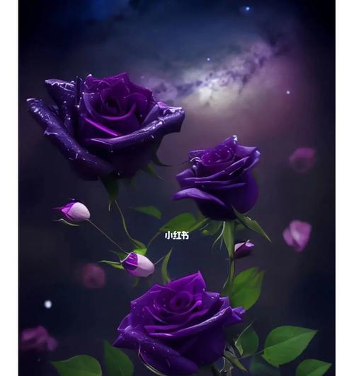 哪种花象征浪漫爱情？它们的花语是什么？