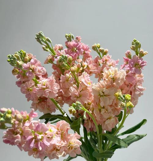紫罗兰淡色花语代表什么？