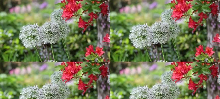 英国白色花卉的象征意义是什么？