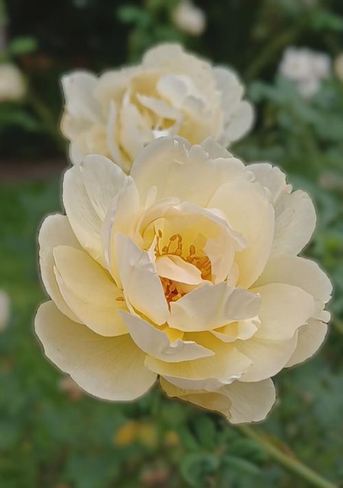 白色月季花象征着什么？