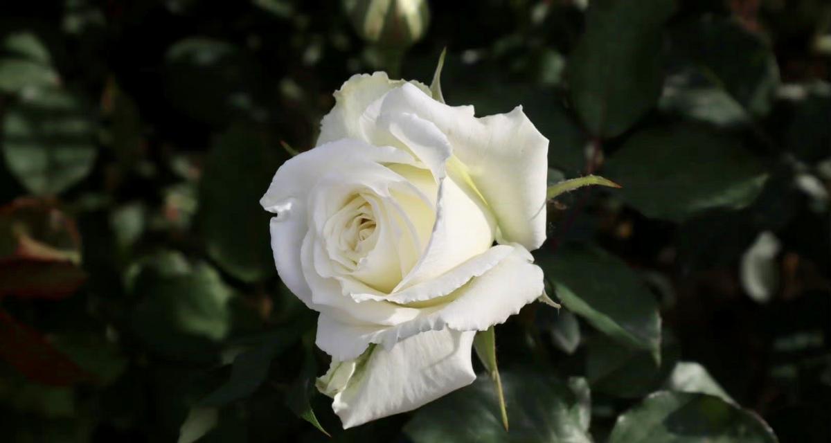 白色月季花象征着什么？