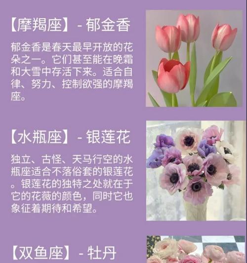三个颜色的花寓意是什么？它们各自代表了什么？